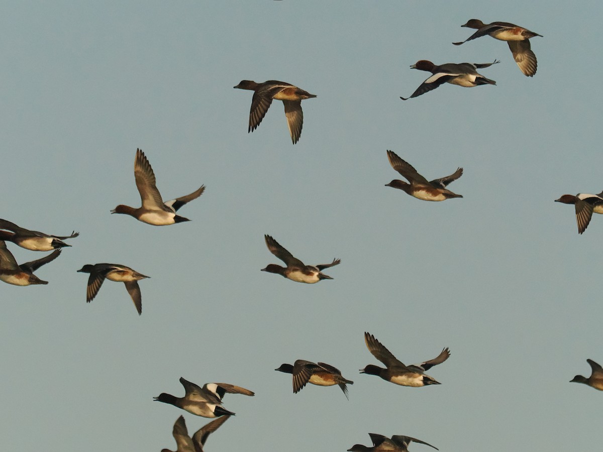 ヒドリガモ - ML645268243