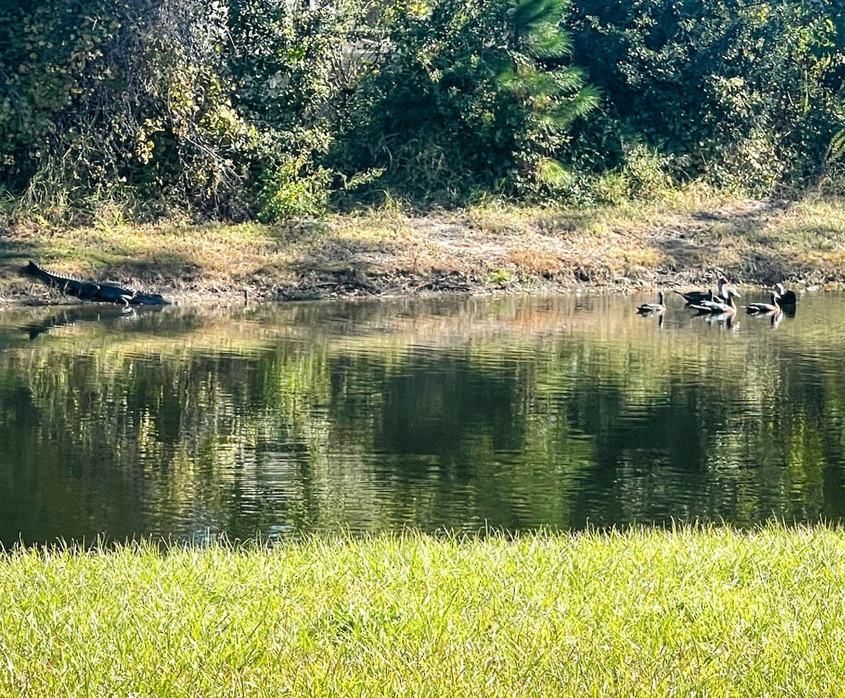 Muscovy Duck (Domestic type) - ML645268244