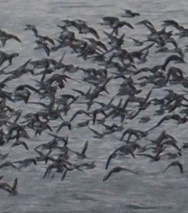 Western Sandpiper - ML645268253