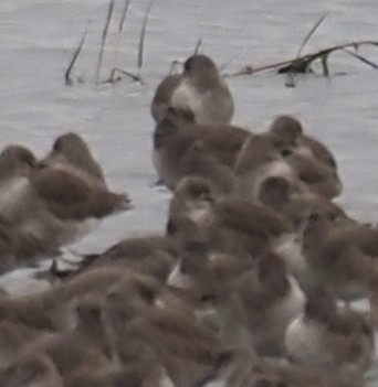 Western Sandpiper - ML645268254