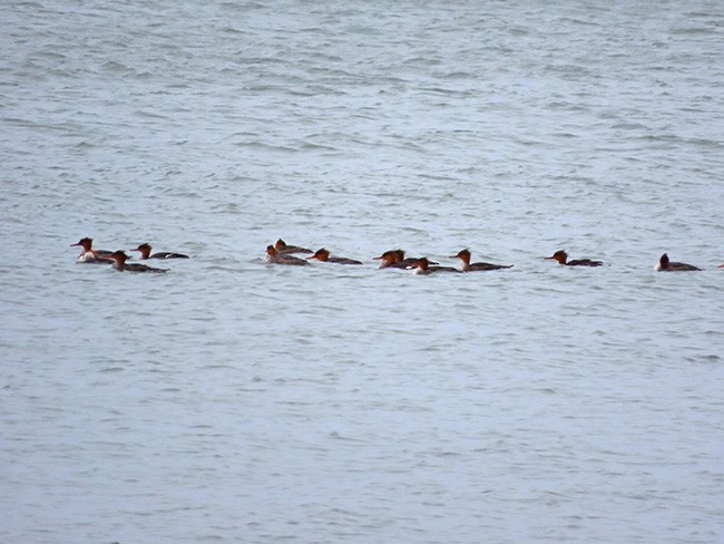 Serreta Mediana - ML645268257