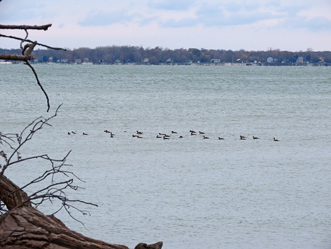 Serreta Mediana - ML645268265