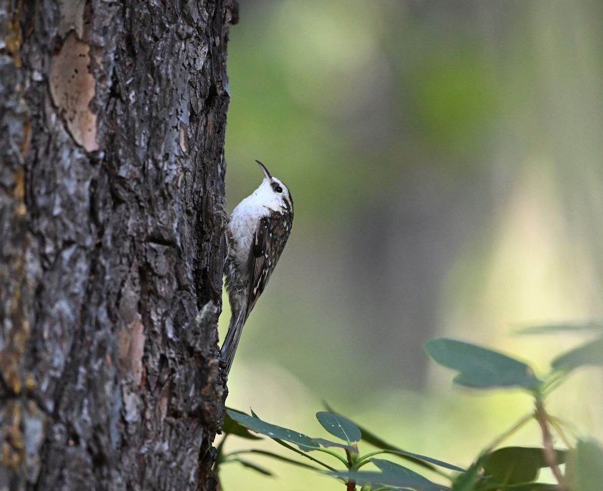 Hodgson's Treecreeper - ML645268266