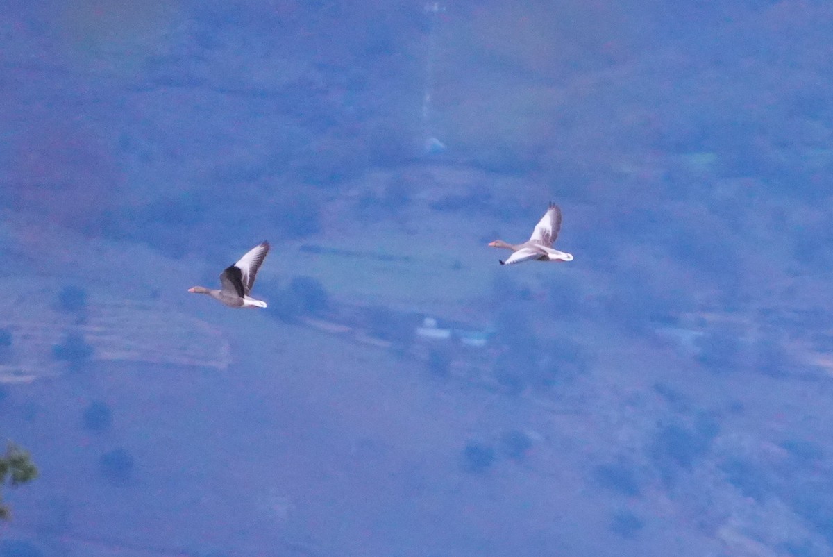 Graylag Goose - ML645268267