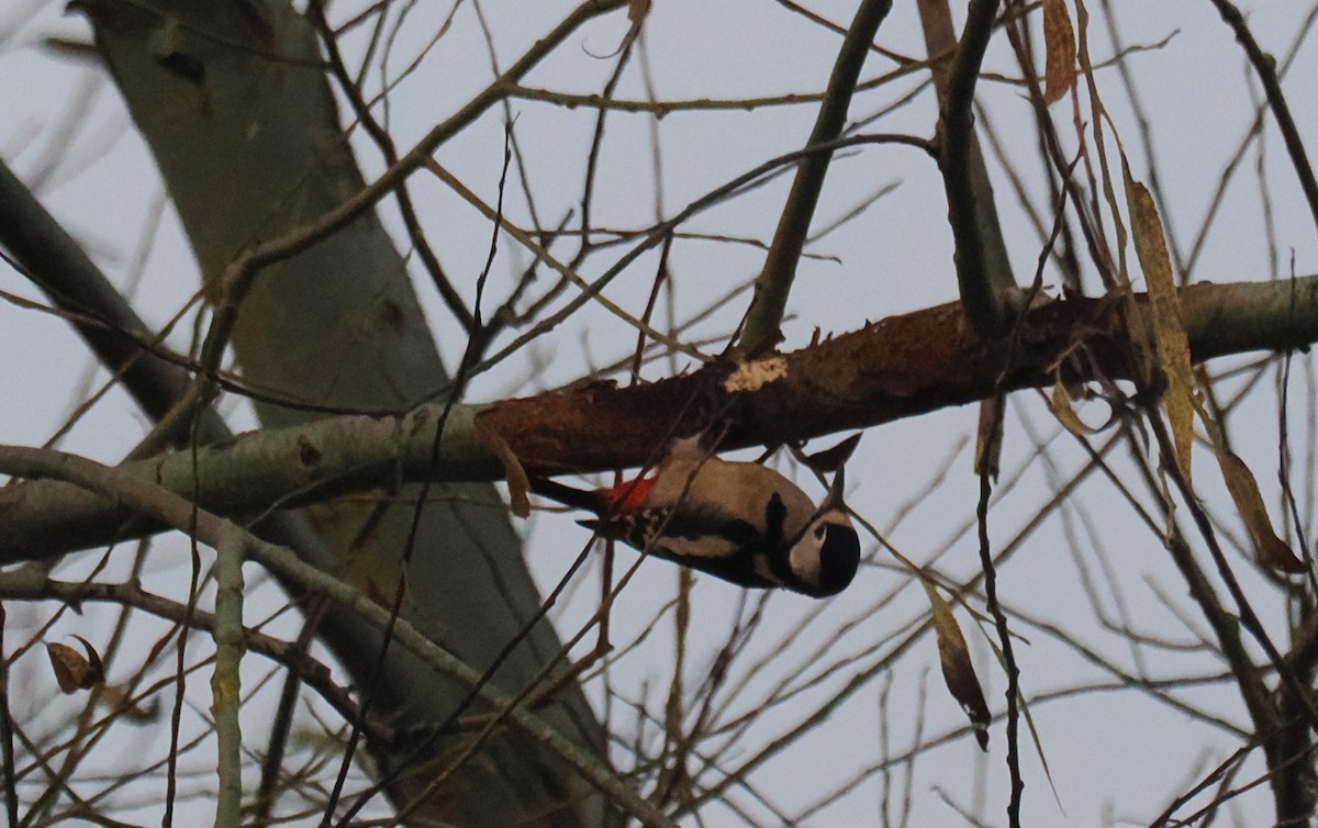 Pic épeiche - ML645268271