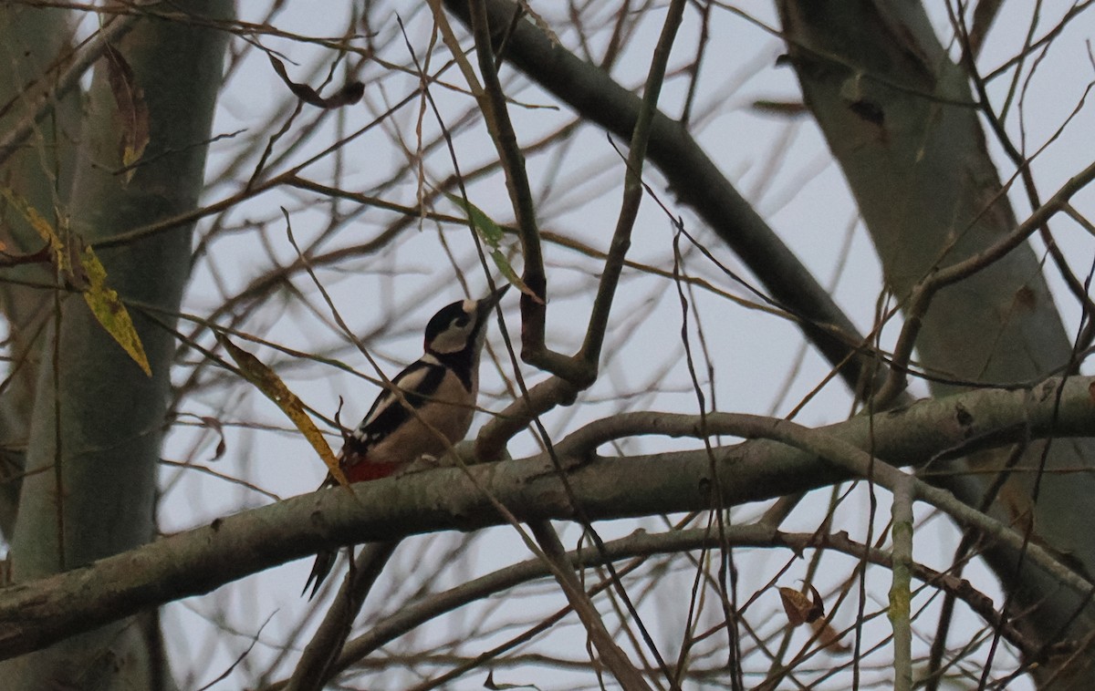 Pic épeiche - ML645268272