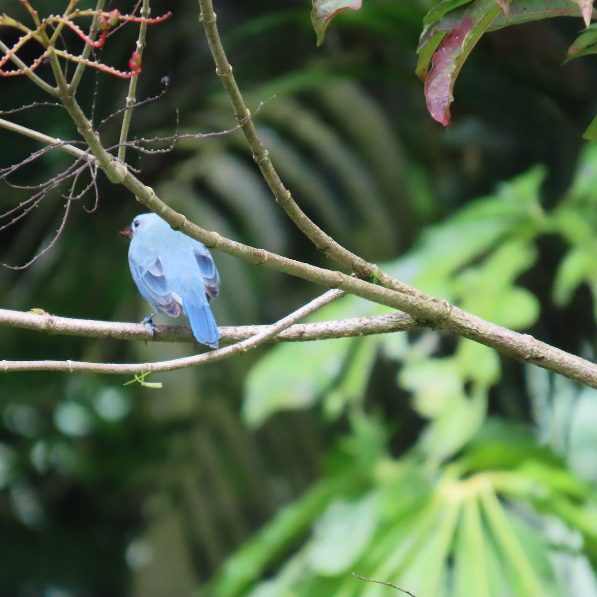 Tangara évêque - ML645268279