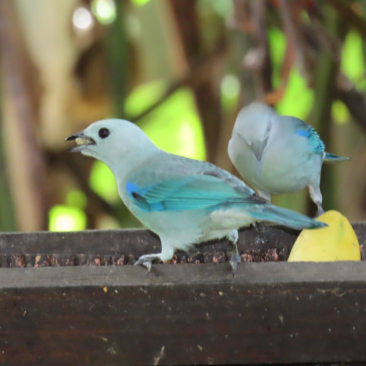 Tangara évêque - ML645268280