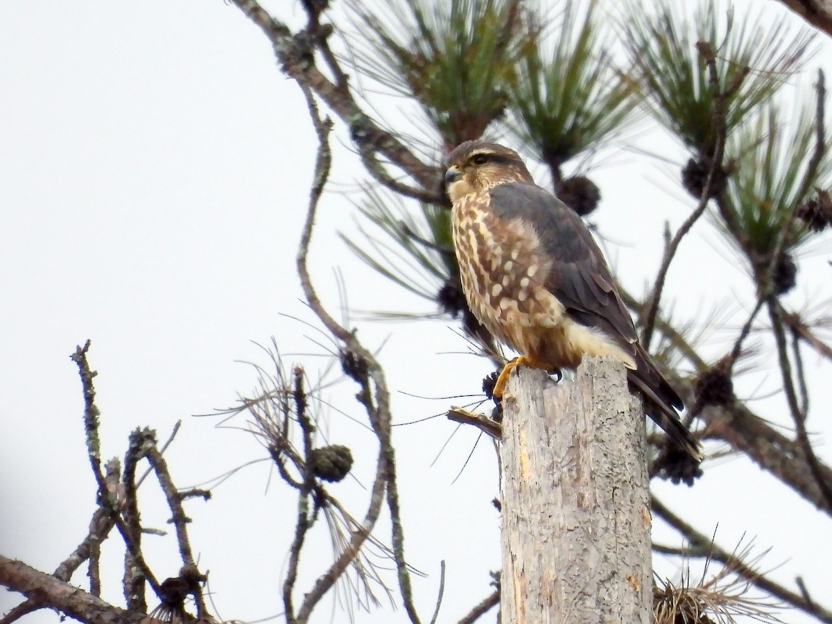 Faucon émerillon - ML645268282