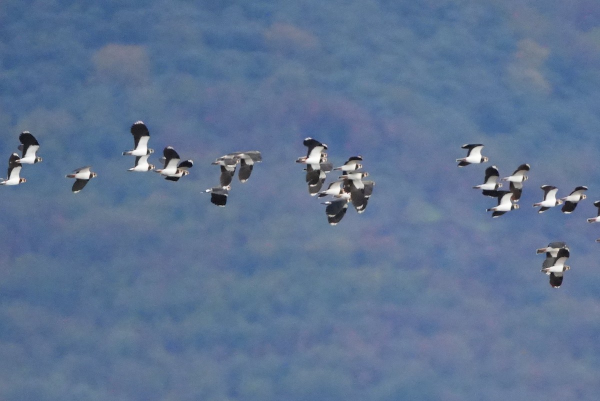 Vanneau huppé - ML645268283