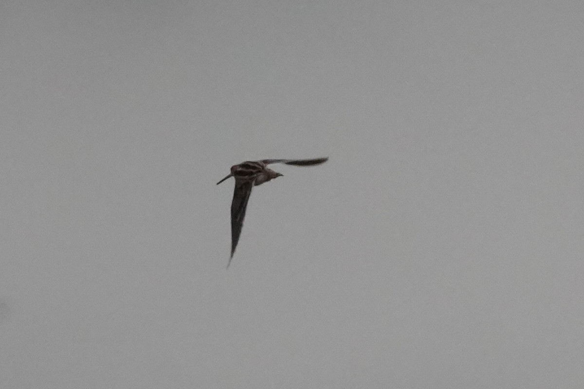 Bécassine des marais - ML645268288