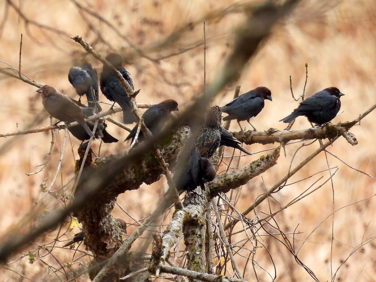 Vacher à tête brune - ML645268290