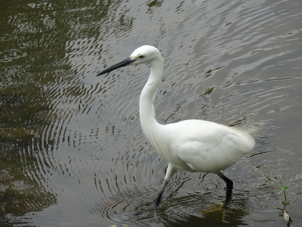 Aigrette garzette - ML645268291