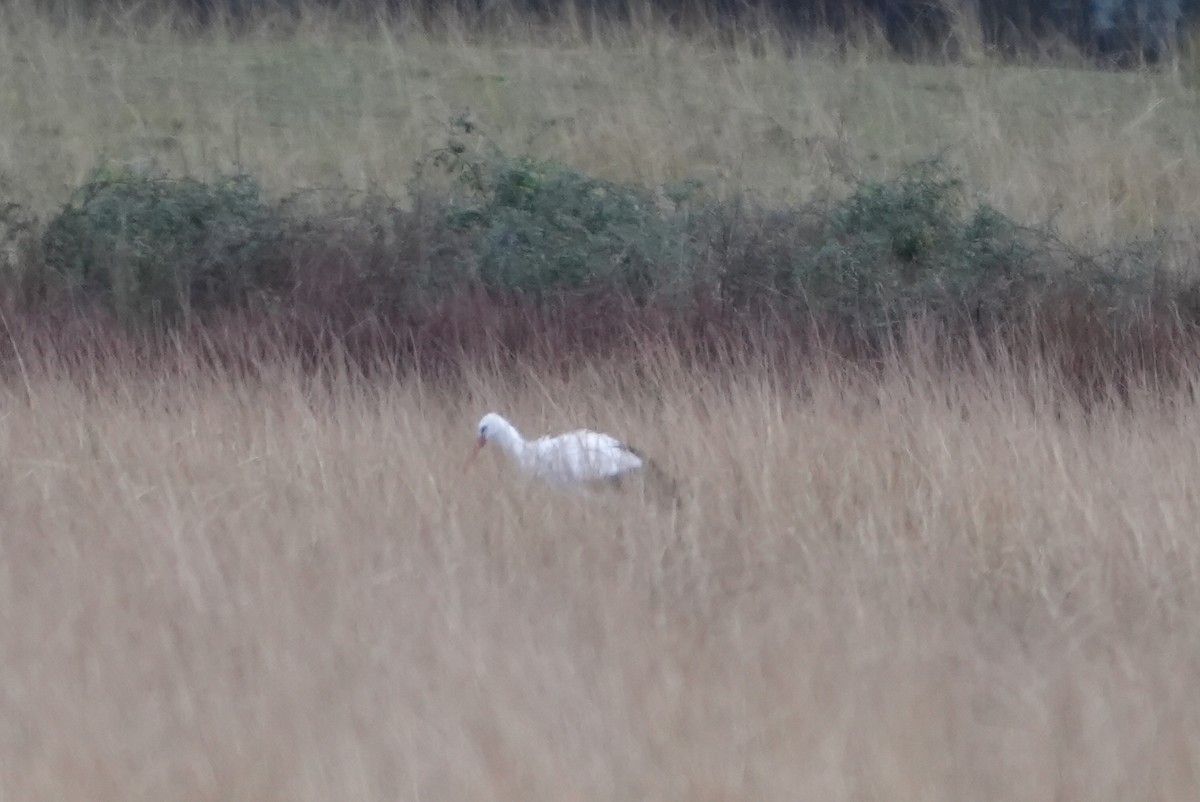 Cigogne blanche - ML645268292