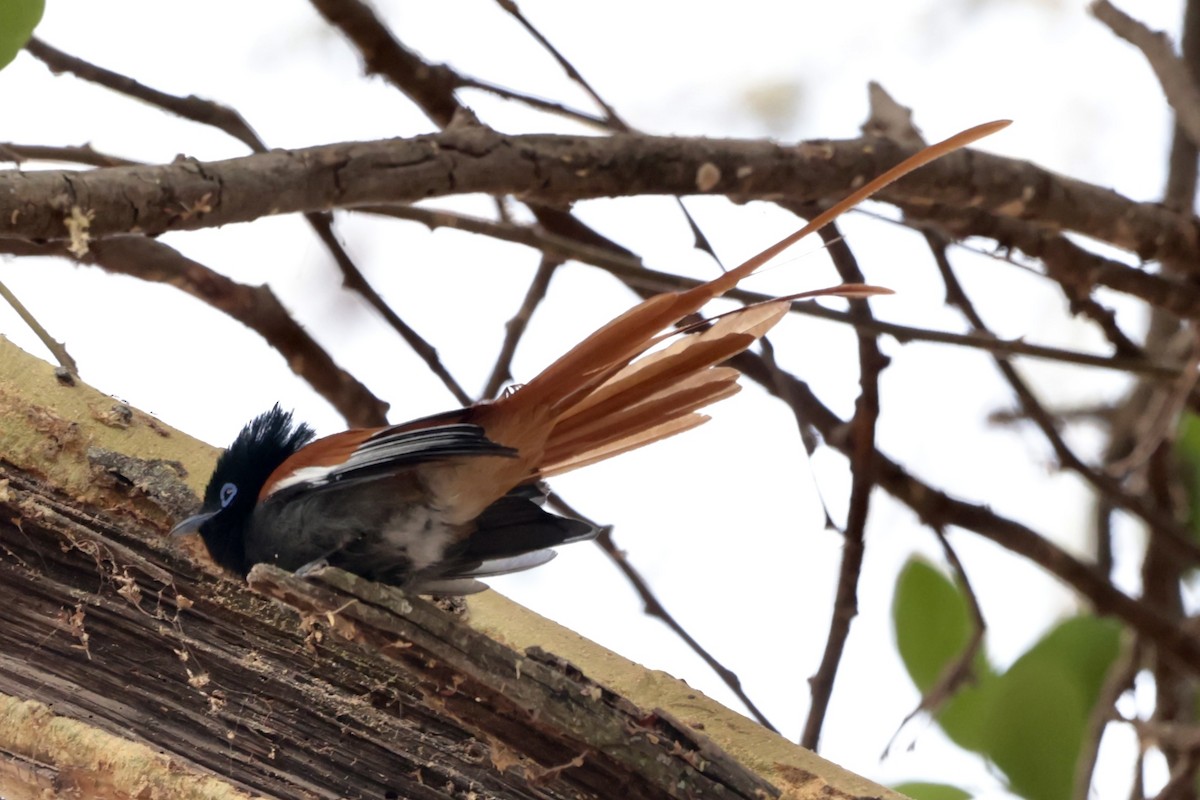 Tchitrec d'Afrique - ML645268294