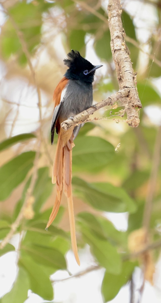 Tchitrec d'Afrique - ML645268295