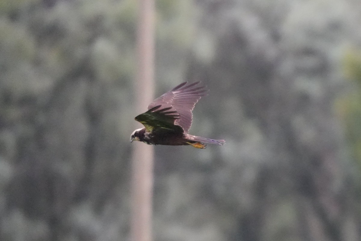 Busard des roseaux - ML645268296