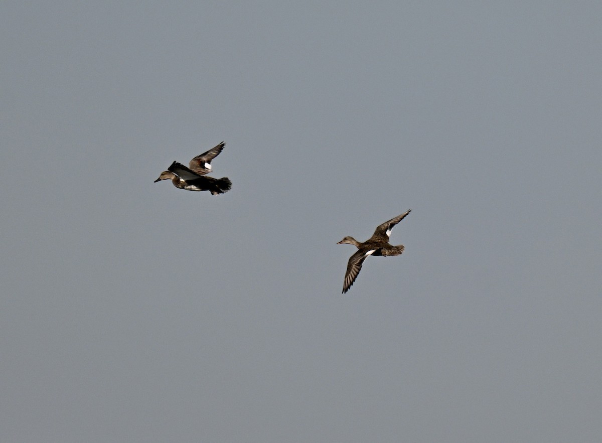 Canard chipeau - ML645268297