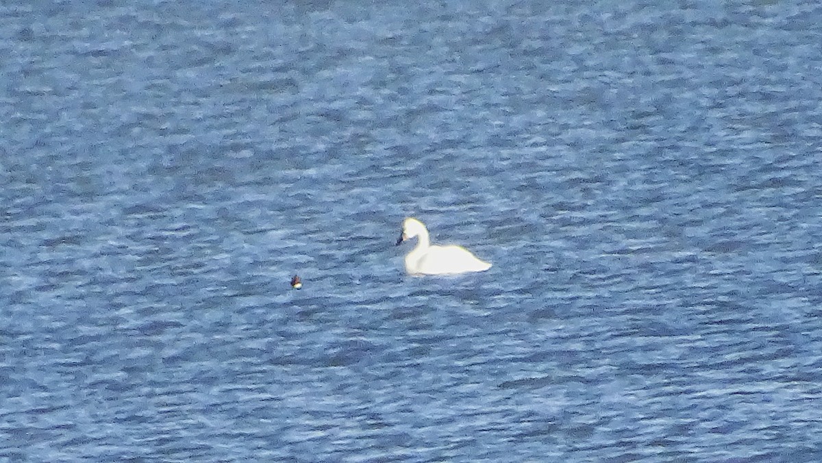 Cygne siffleur - ML645268298