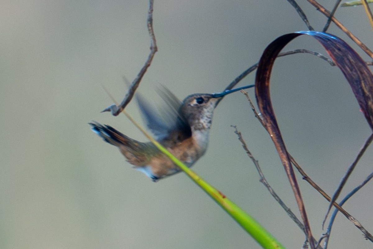 Colibri roux ou C. d'Allen - ML645268299