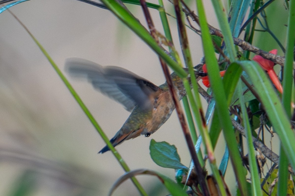 Colibri roux ou C. d'Allen - ML645268300