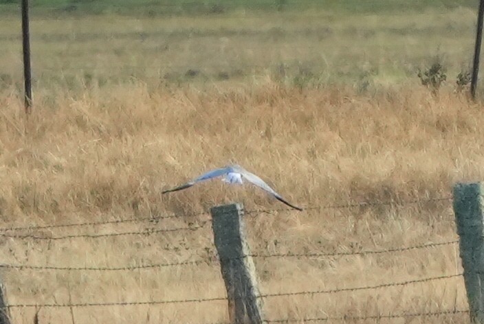 Busard Saint-Martin - ML645268301