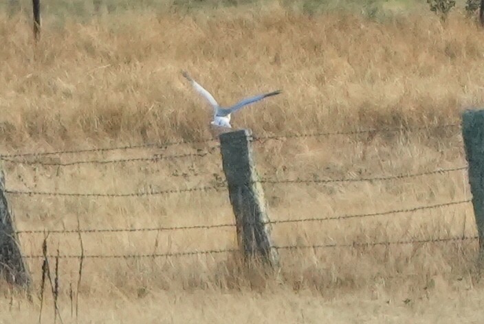 Busard Saint-Martin - ML645268302