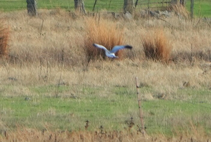 Busard Saint-Martin - ML645268303