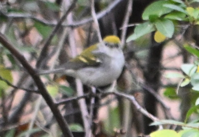 lesňáček rezavoboký - ML645268304