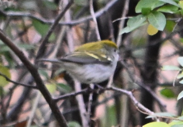 lesňáček rezavoboký - ML645268305