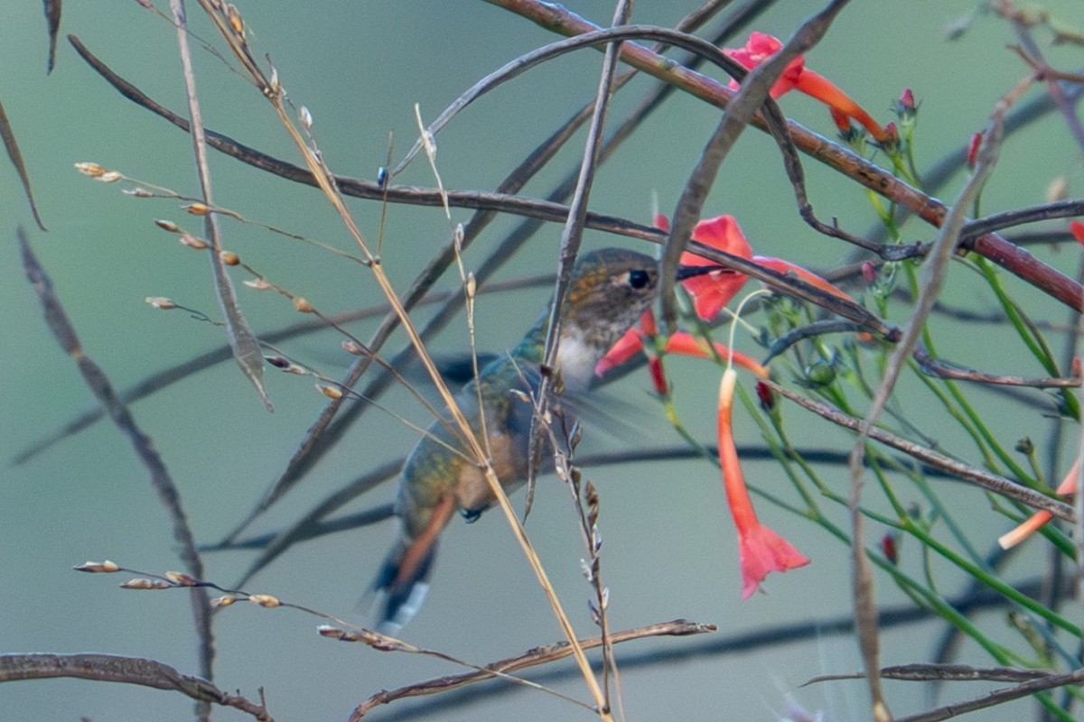 Colibri roux ou C. d'Allen - ML645268306