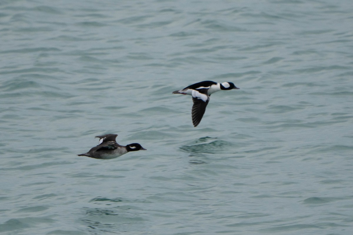 Petit Garrot - ML645268307