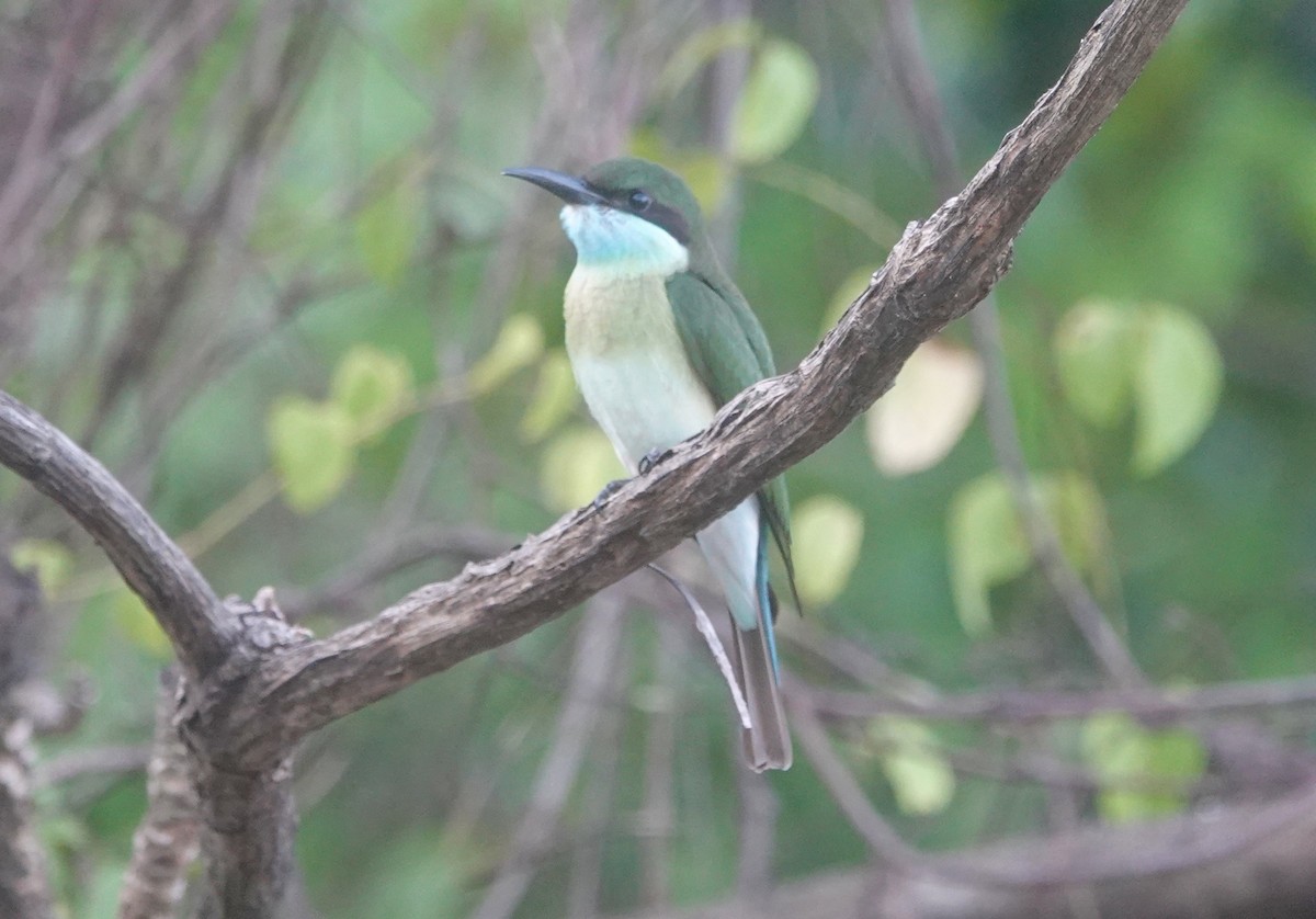 Guêpier à gorge bleue - ML645268308