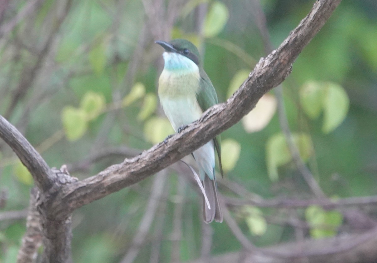Guêpier à gorge bleue - ML645268310