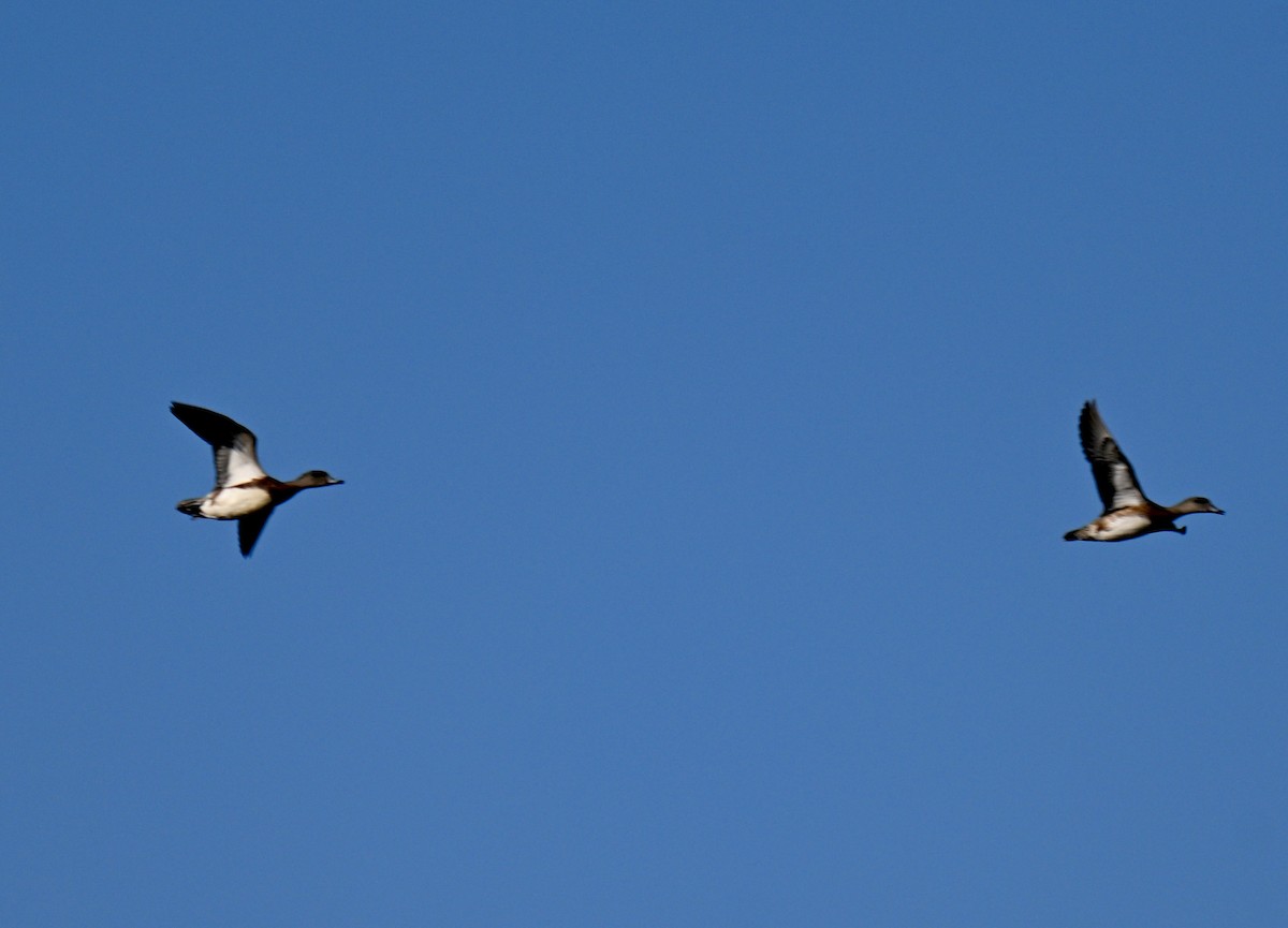 Canard d'Amérique - ML645268312