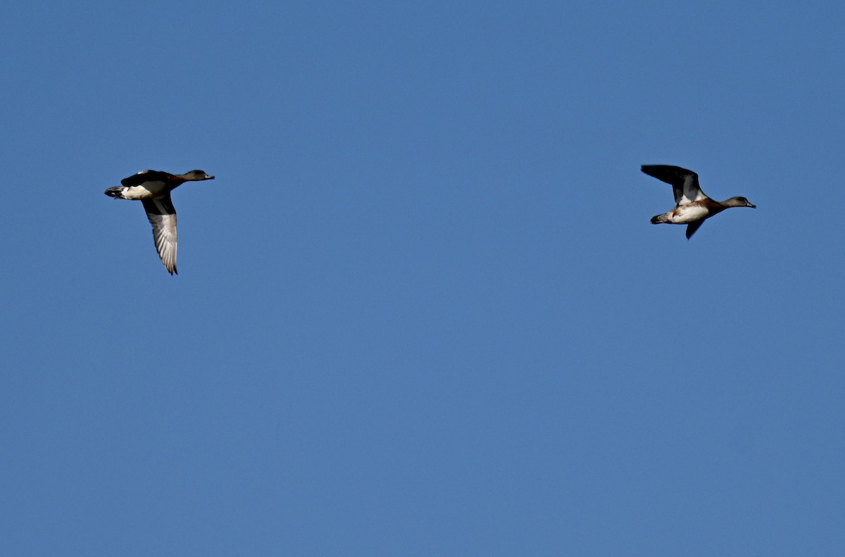 Canard d'Amérique - ML645268313