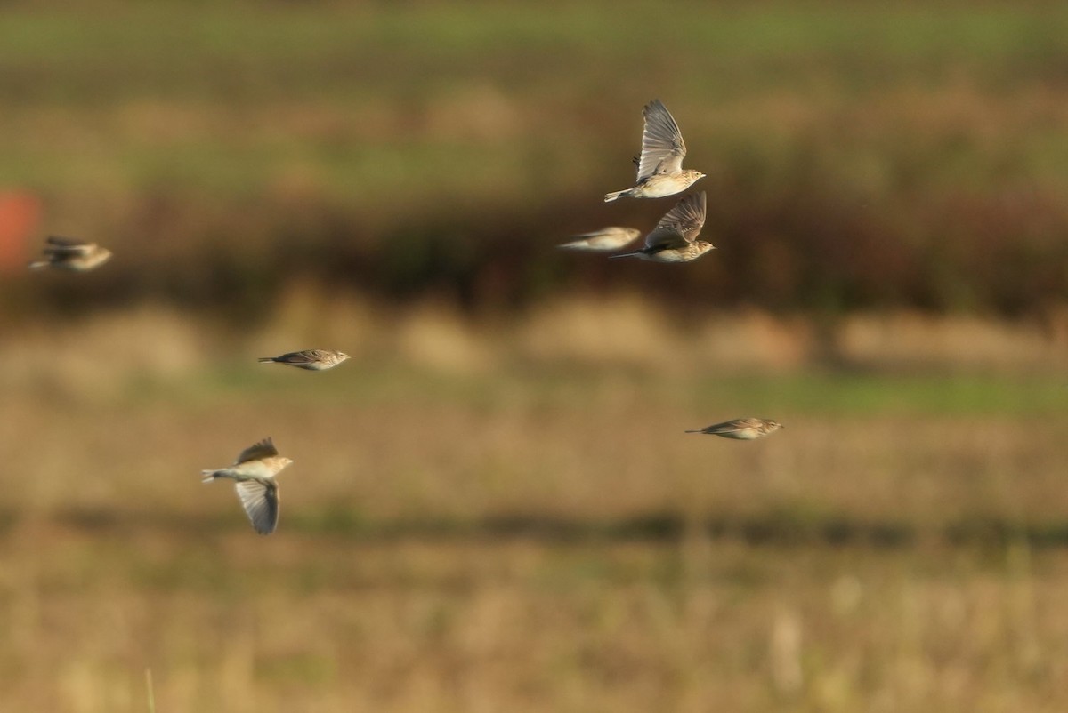 Alouette des champs - ML645268314