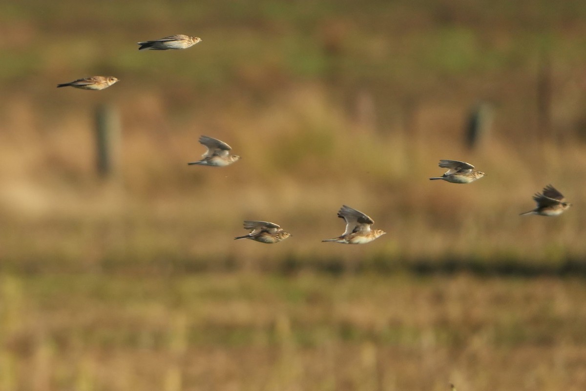 Alouette des champs - ML645268315