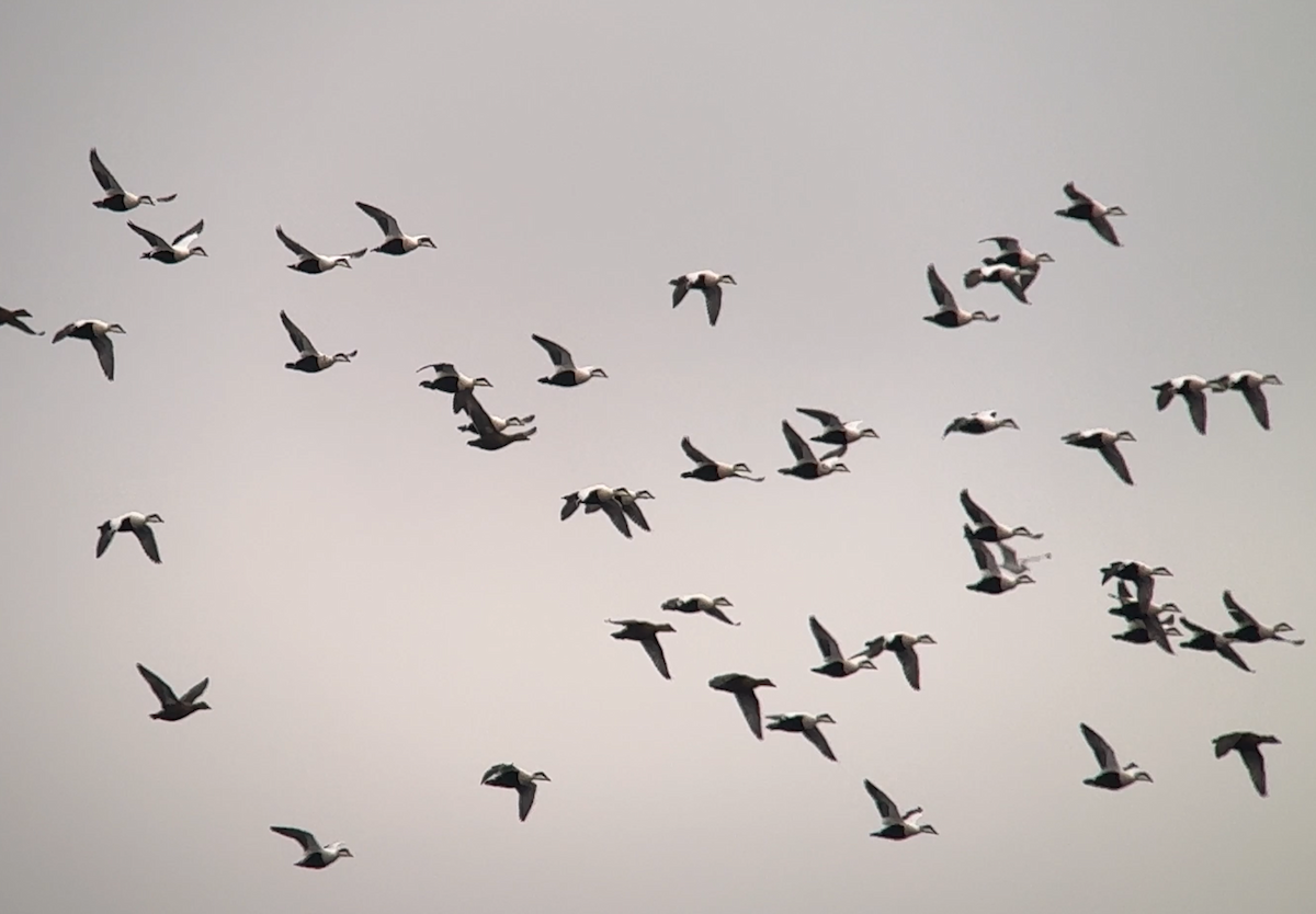 Common Eider - ML645268318