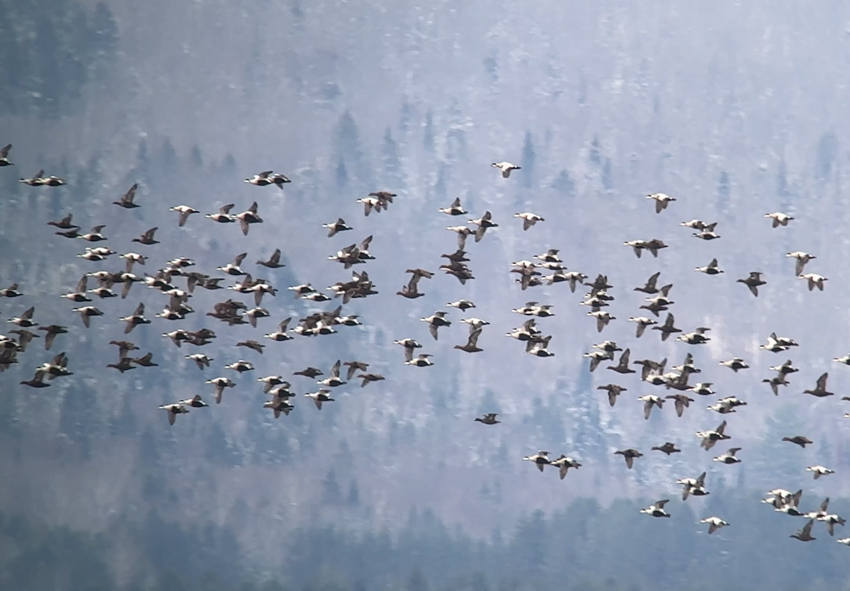Common Eider - ML645268319