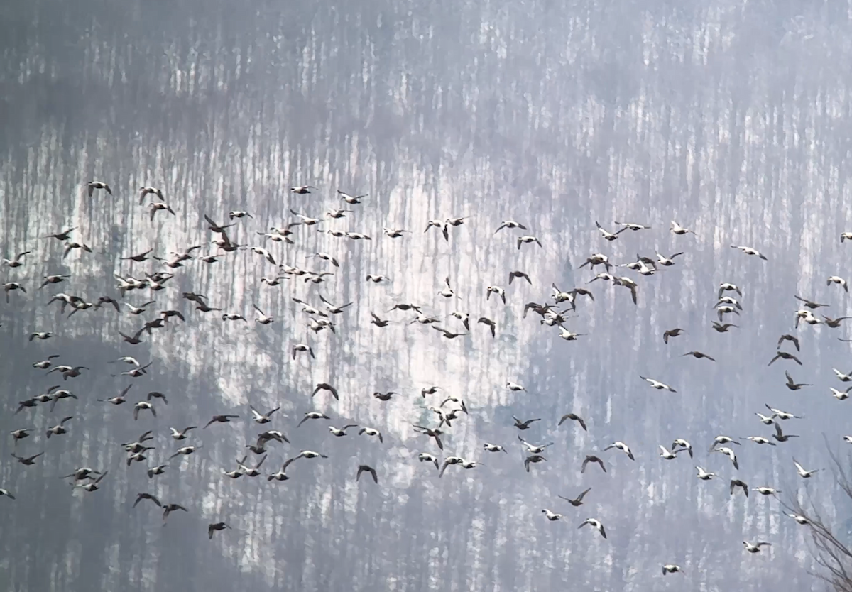 Common Eider - ML645268320