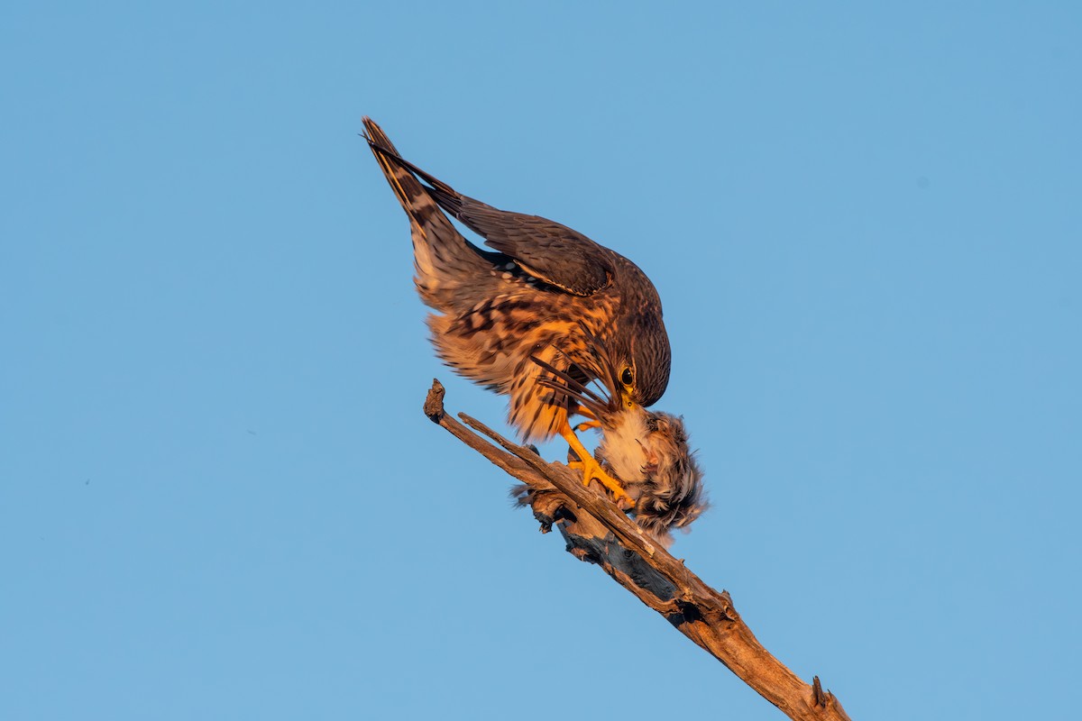 Boz Doğan - ML645268328