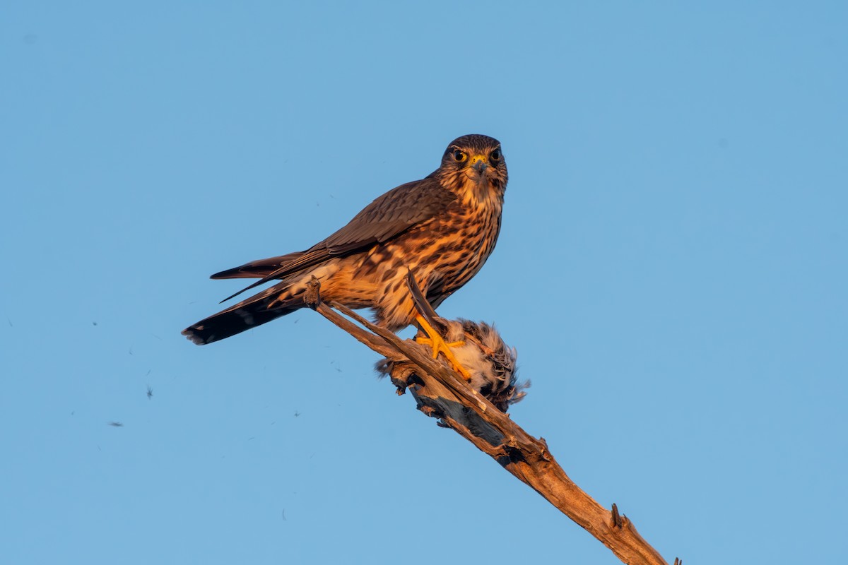 Boz Doğan - ML645268329