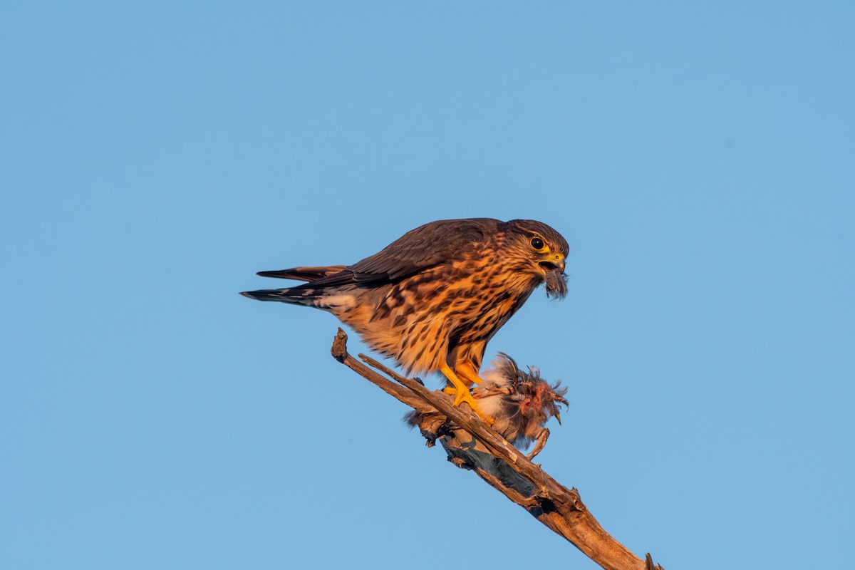 Boz Doğan - ML645268330