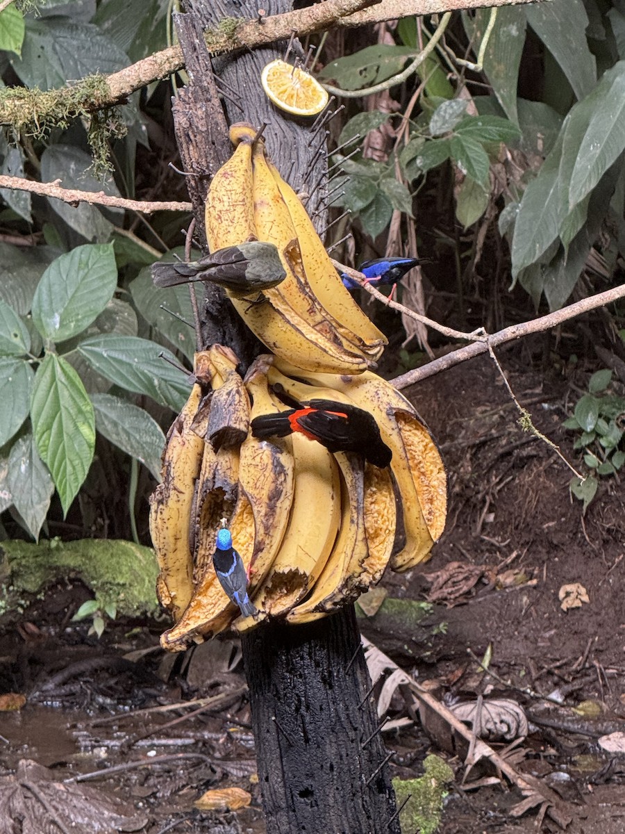 Red-legged Honeycreeper - ML645268354