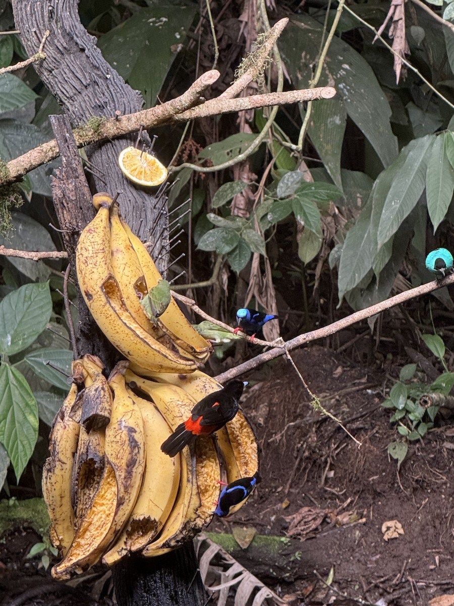 Red-legged Honeycreeper - ML645268355