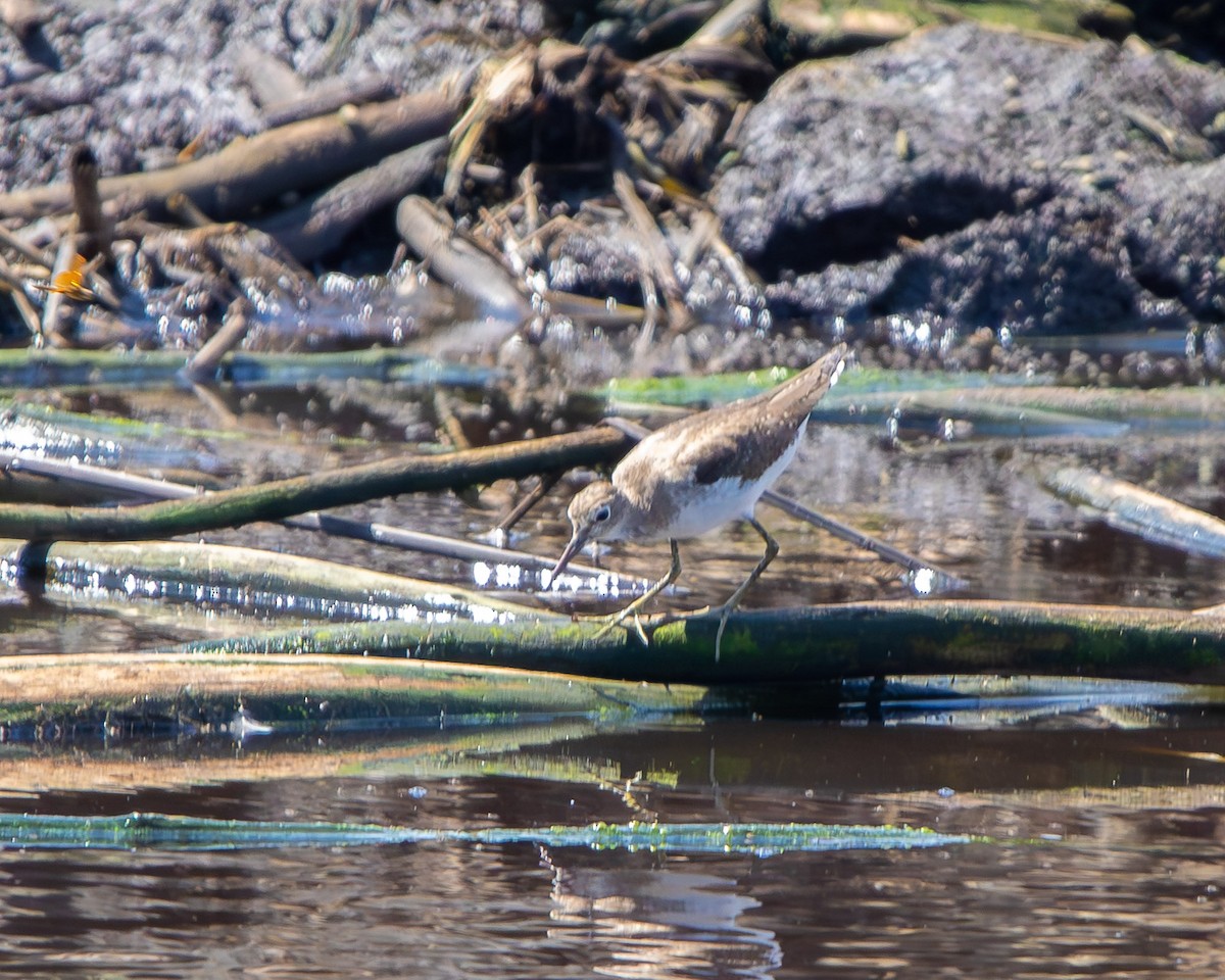 Einsiedelwasserläufer - ML645268356