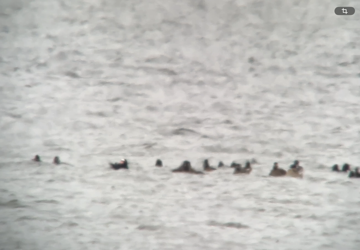 Surf Scoter - ML645268358