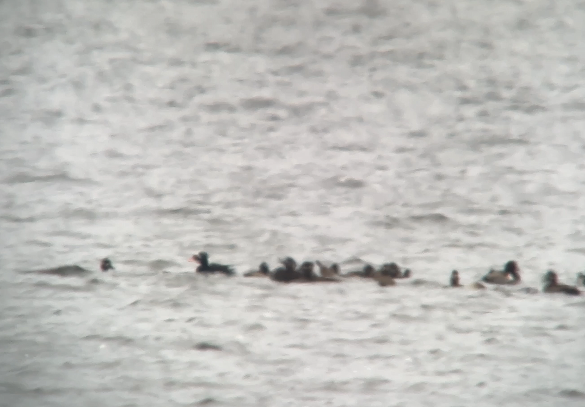 Surf Scoter - ML645268359