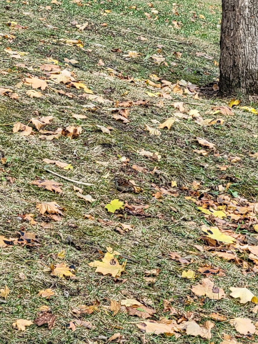 White-throated Sparrow - ML645268375